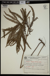 Sticherus pallescens image