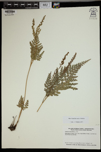 Anemia adiantifolia image