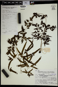 Lygodium japonicum image