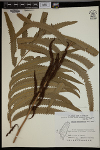 Plenasium banksiifolium image