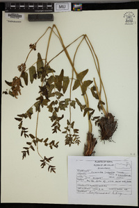 Osmunda japonica image