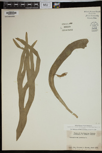 Ophioglossum pendulum image