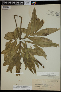 Helminthostachys zeylanica image