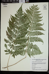 Dryopteris campyloptera image