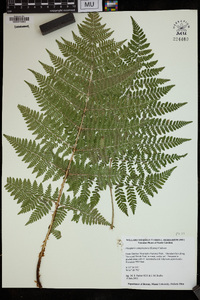 Dryopteris campyloptera image