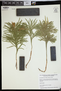 Dendrolycopodium hickeyi image