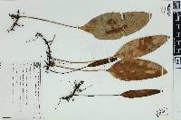 Elaphoglossum lingua image