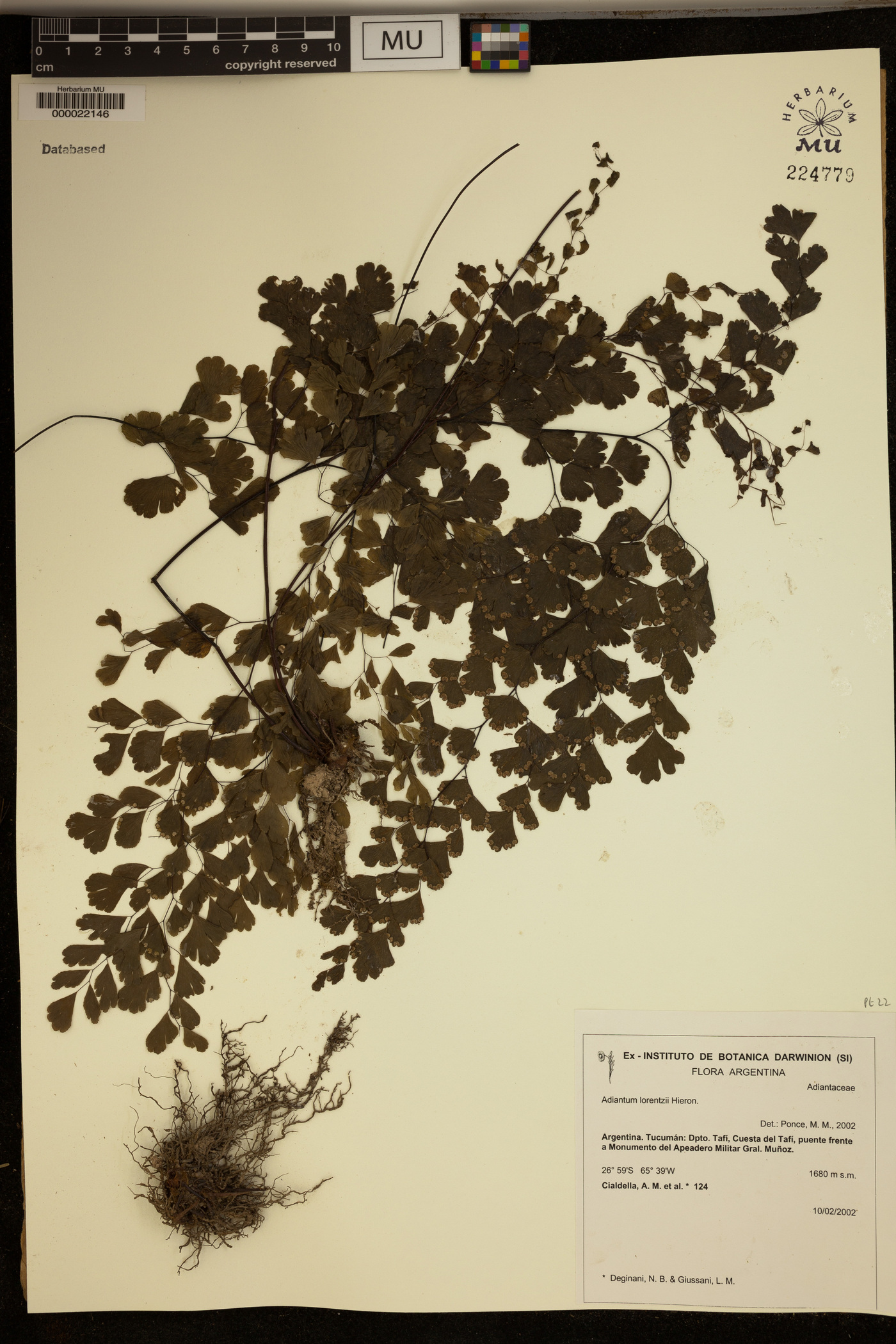 Adiantum lorentzii image