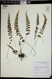 Asplenium lorentzii image