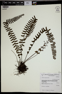 Asplenium claussenii image