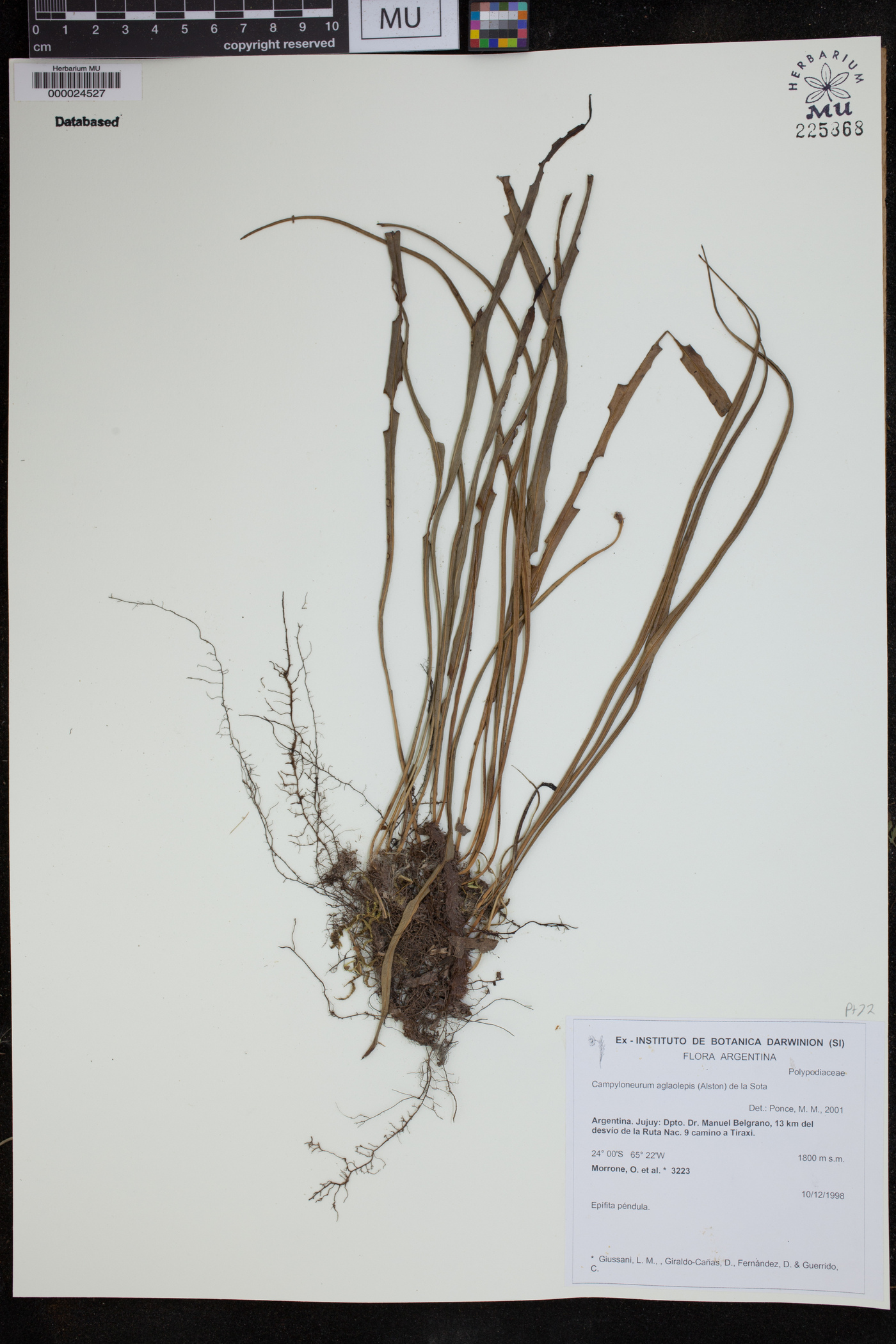 Campyloneurum aglaolepis image