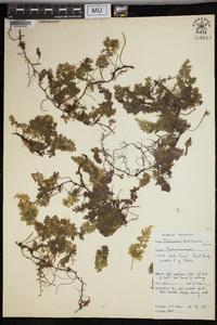 Vandenboschia boschiana image