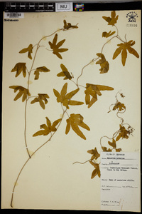 Lygodium palmatum image