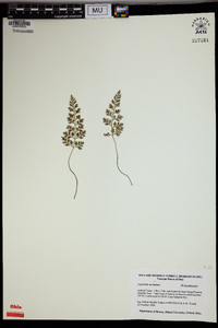 Asplenium montanum image