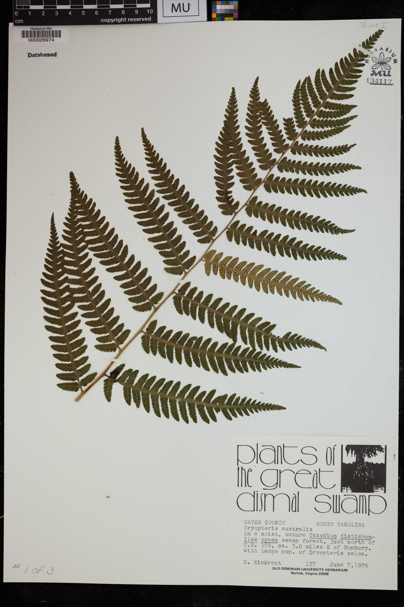 Dryopteris australis image