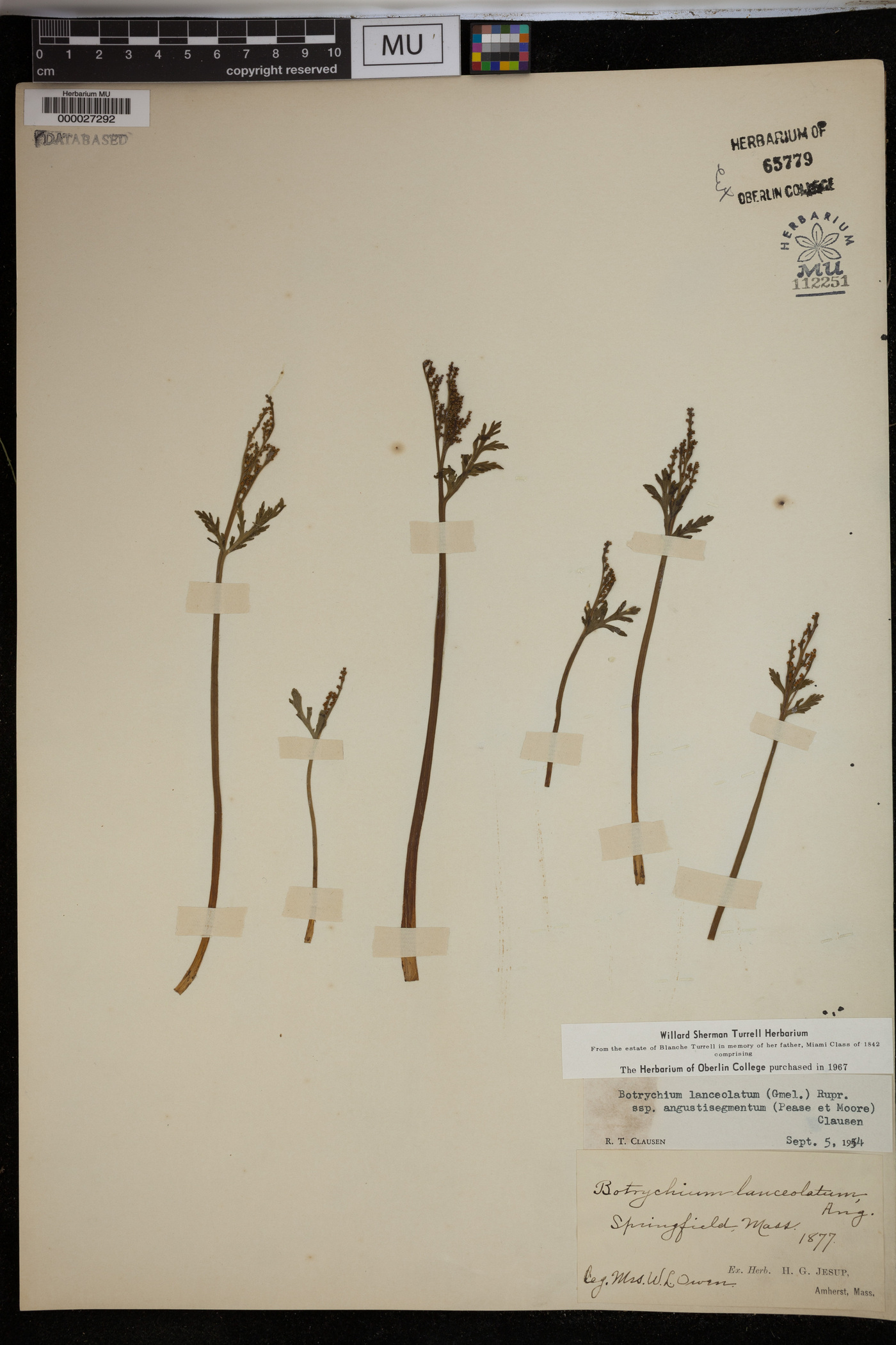 Botrychium lanceolatum subsp. angustisegmentum image