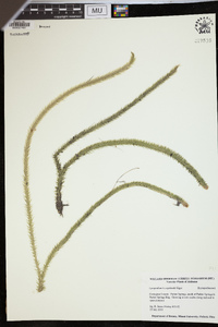 Lycopodiella x copelandii image