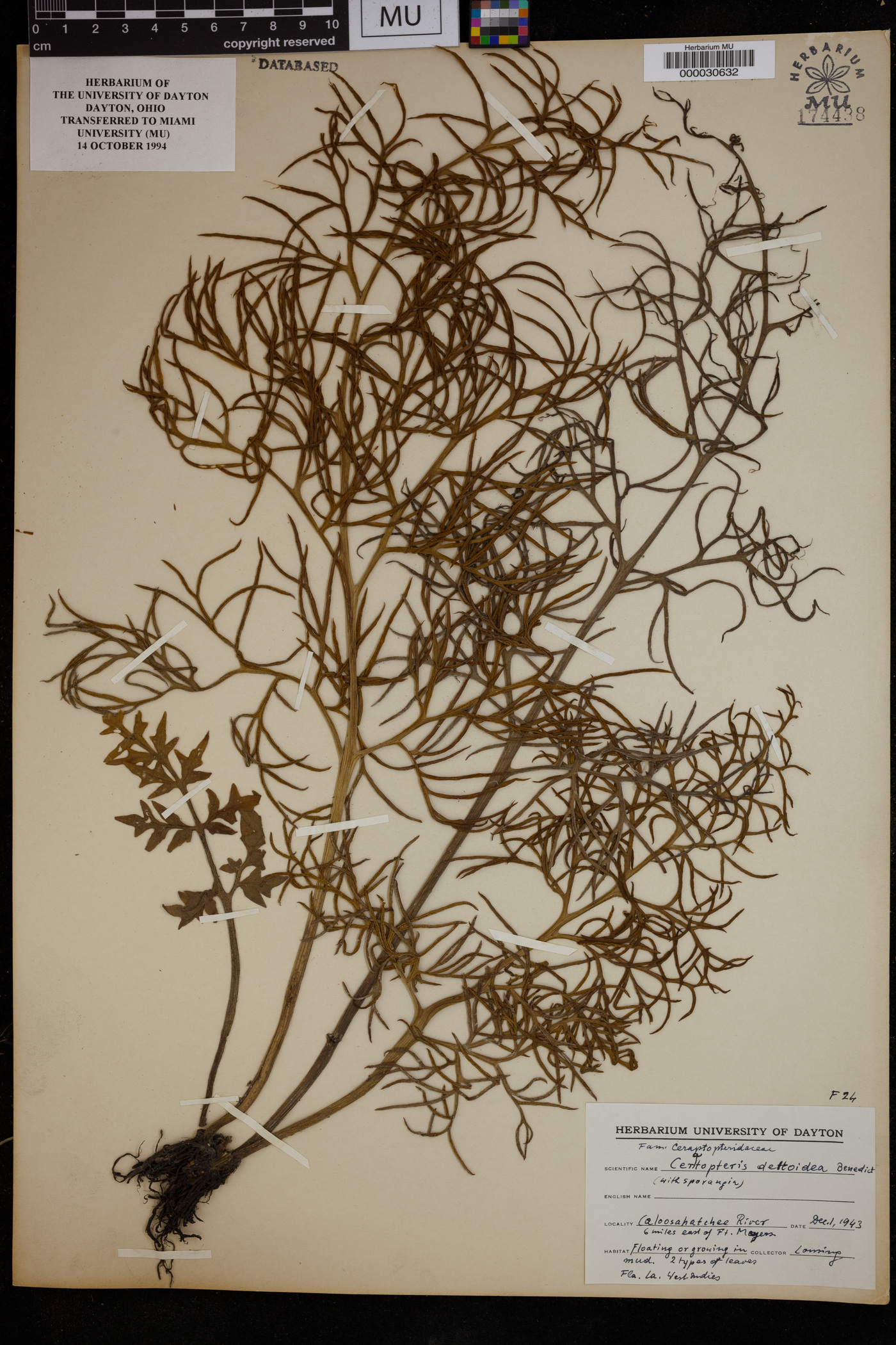 Ceratopteris deltoidea image