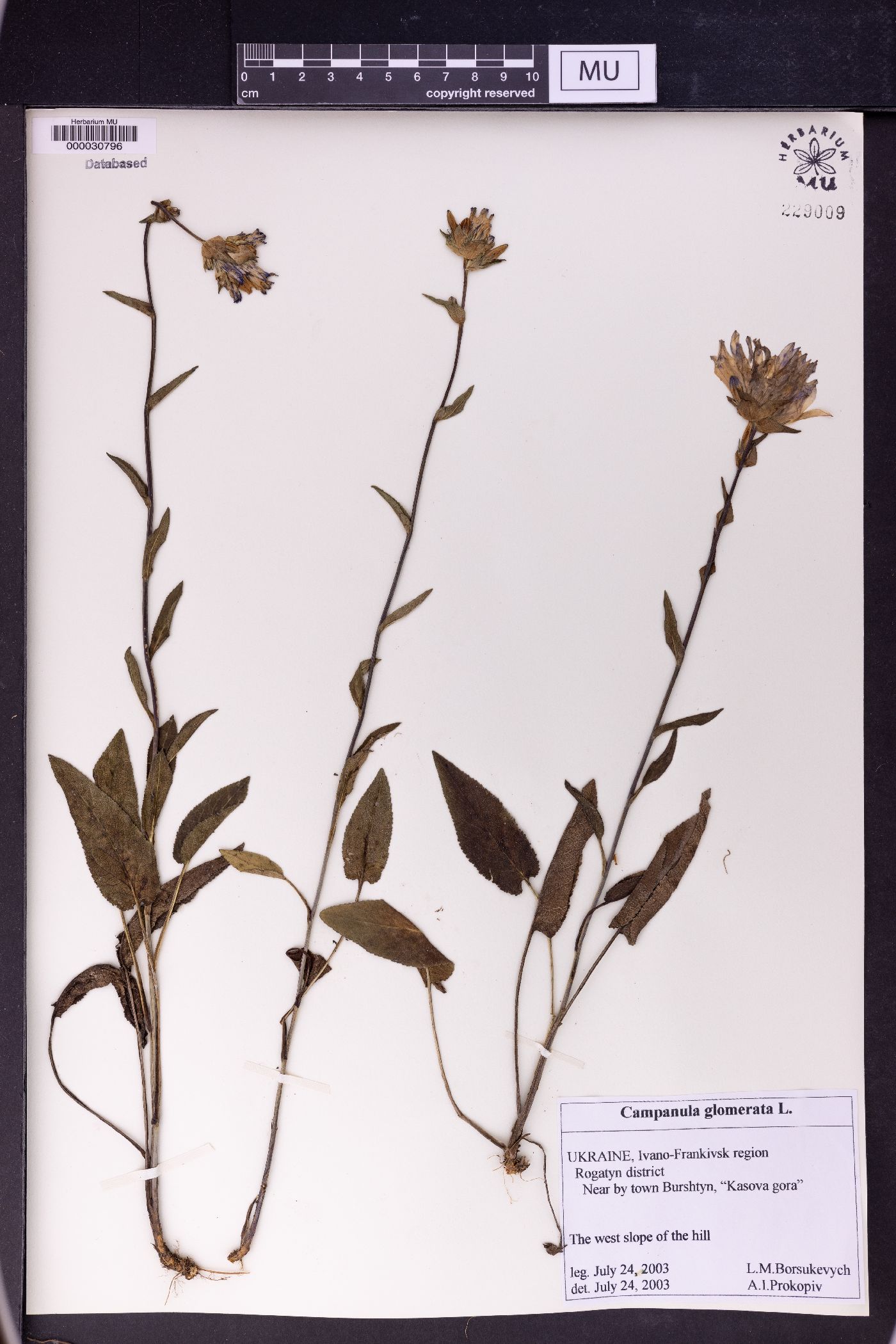 Campanula glomerata image