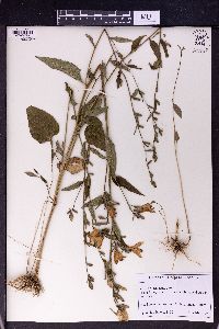 Campanula rapunculus image