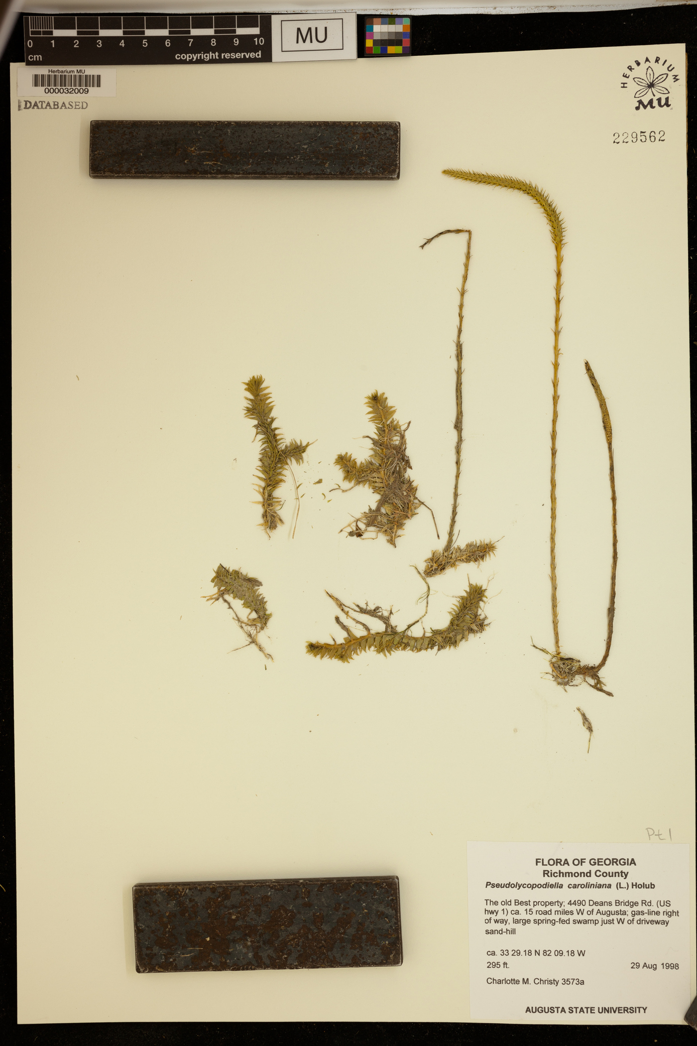 Lycopodium carolinianum image