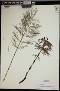 Equisetum sylvaticum image