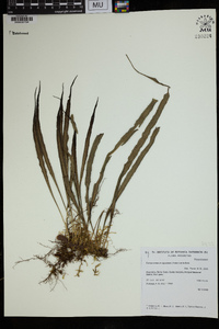 Campyloneurum aglaolepis image