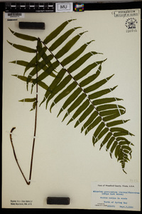 Athyrium pycnocarpum image