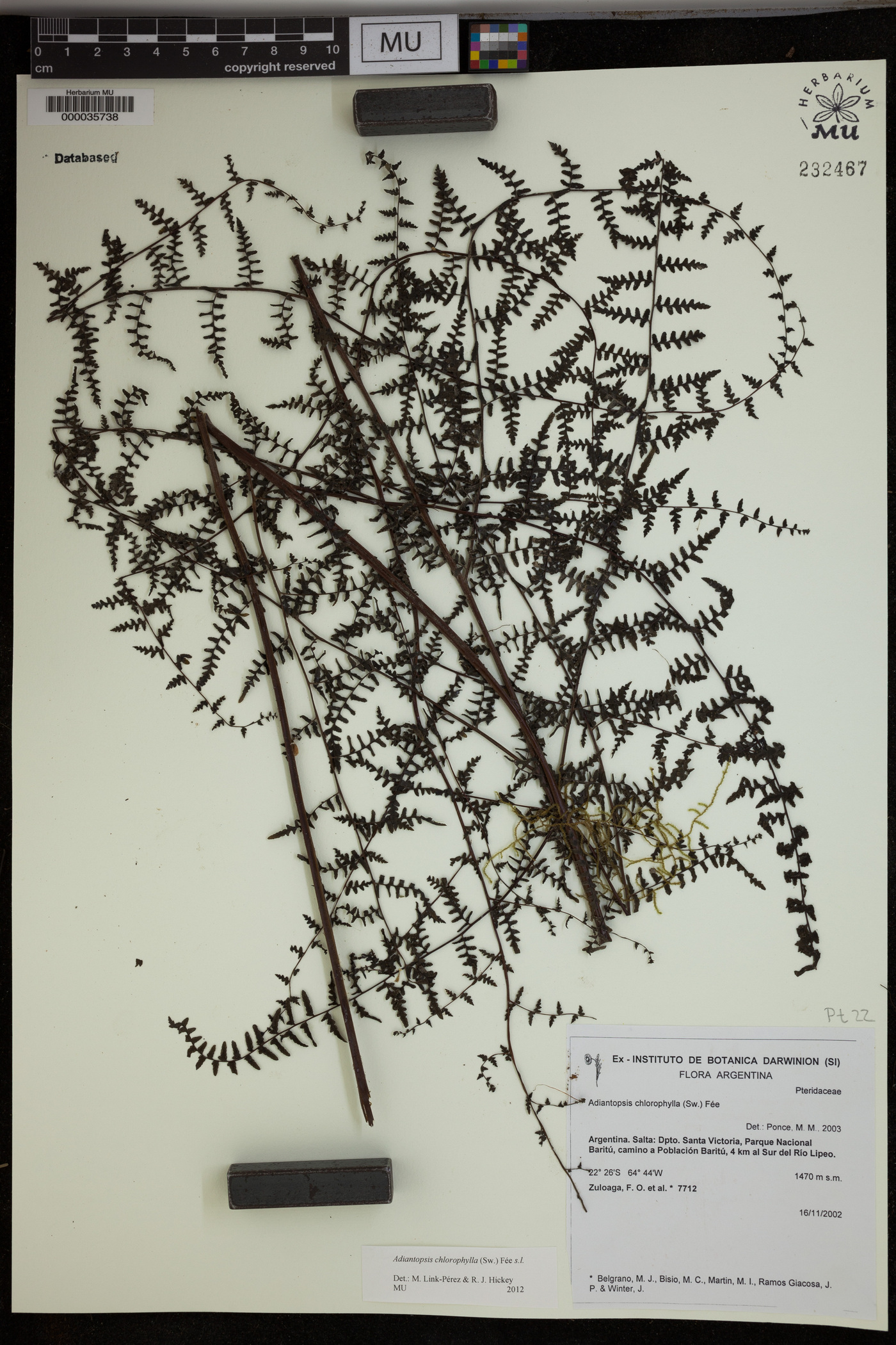 Adiantopsis chlorophylla image