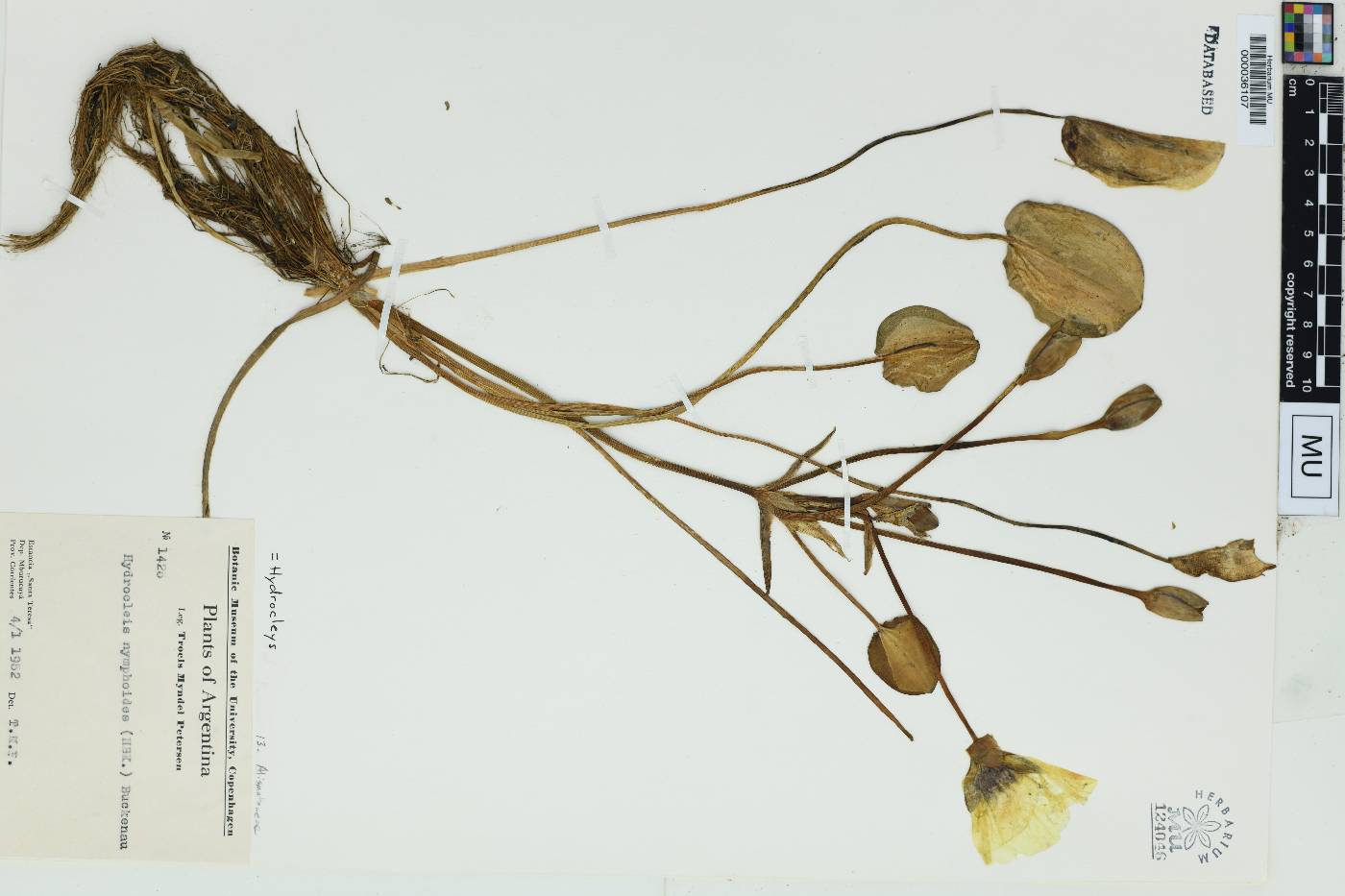 Hydrocleys nymphoides image