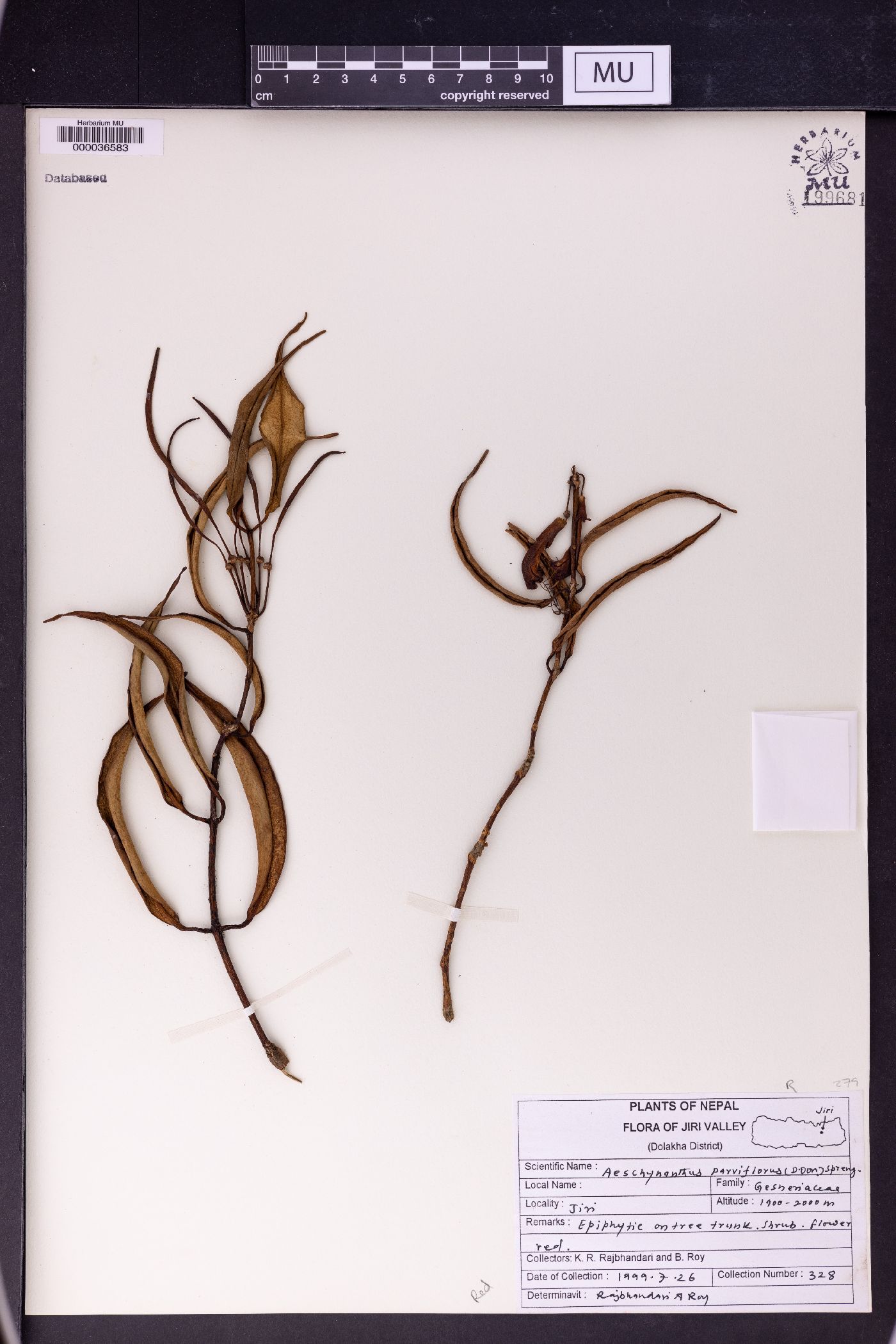 Aeschynanthus parviflorus image