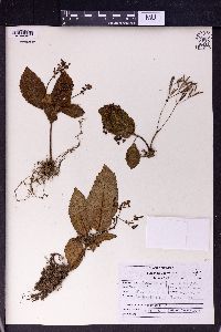 Didymocarpus primulifolius image
