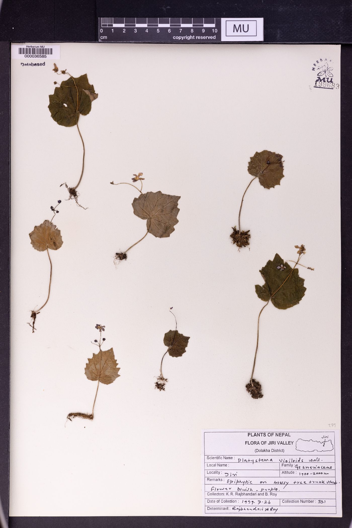 Platystemma violoides image