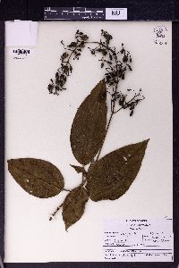 Oxyspora paniculata image