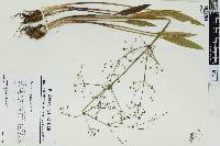 Alisma plantago-aquatica image