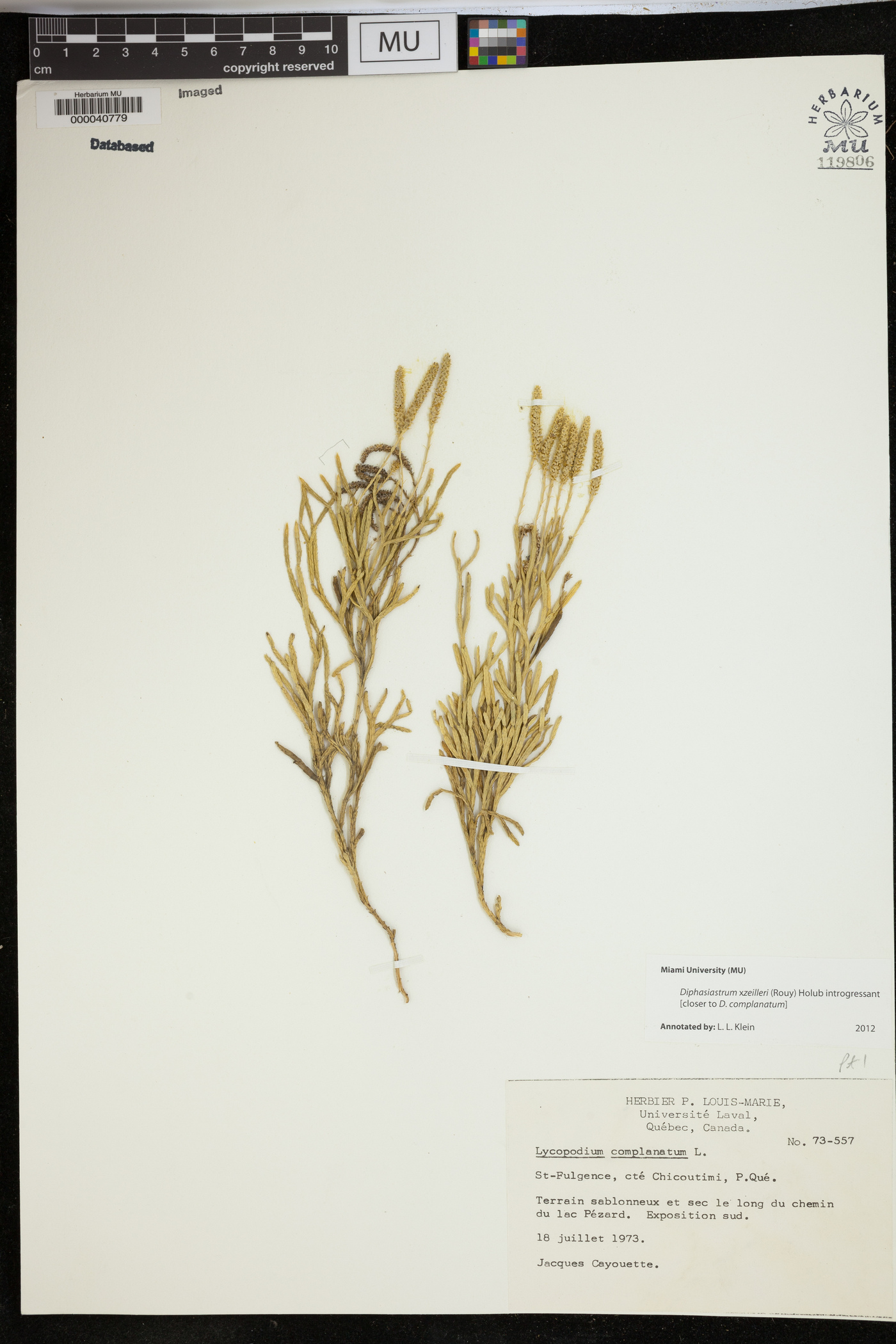 Diphasiastrum zeilleri image