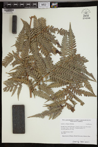 Cyathea stelligera image