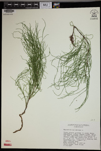 Equisetum sylvaticum image