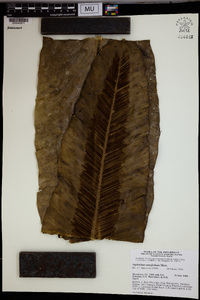 Asplenium musifolium image