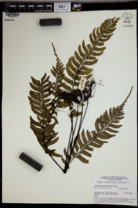 Asplenium unilaterale image