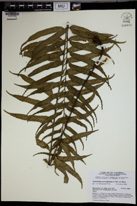 Asplenium persicifolium image