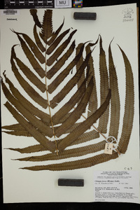 Chingia ferox image
