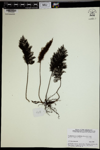 Abrodictyum pluma image