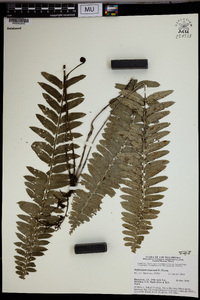 Asplenium tenerum image