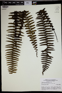 Asplenium pellucidum image