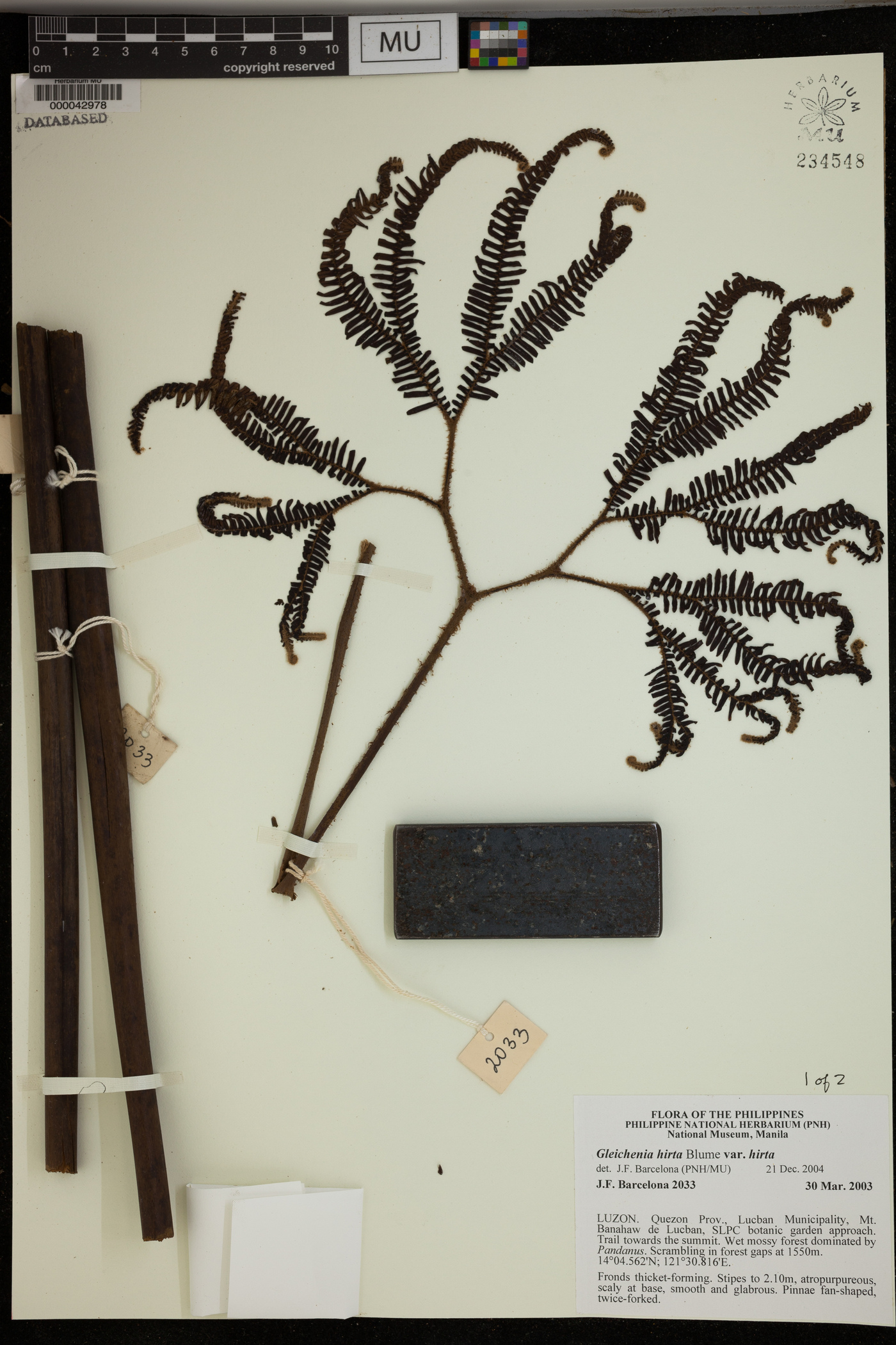 Gleichenia hirta var. hirta image