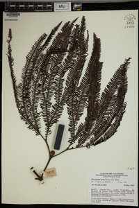 Gleichenia hirta image