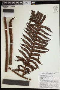 Cyathea loheri image