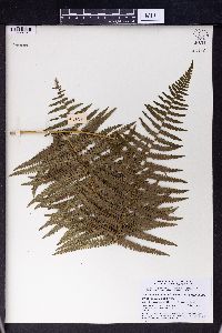 Pteridium revolutum image