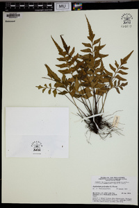 Asplenium polyodon image